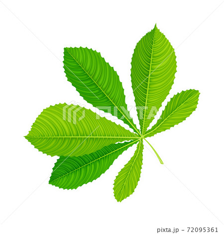 Green Chestnut Palmately Compound Leaf with Veins Vector Illustration 72095361