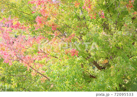 鮮やかトウカエデ紅葉 鮮やかトウカエデ紅葉 72095533