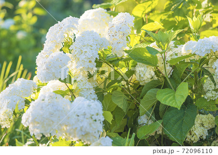 Beautiful blooming white hydrangea on sunlight 72096110