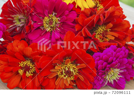 Beautiful bunch of red and purple zinnia flowers close up 72096111