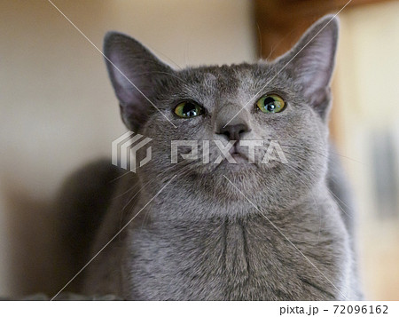 何かを見つめるロシアンブルーの子猫　上向き02 72096162