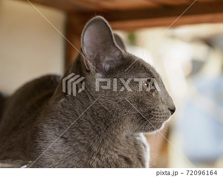 何かを見つめるロシアンブルーの子猫 右向き03 何かを見つめるロシアンブルーの子猫 右向き03 72096164