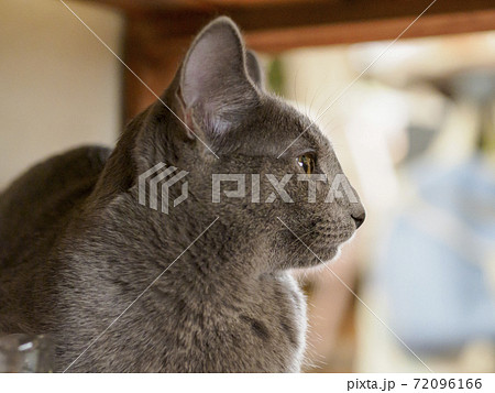 何かを見つめるロシアンブルーの子猫 右向き04の写真素材