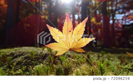 紅葉と光 紅葉と光 72096259