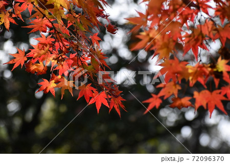 山田池公園 山田池公園 72096370