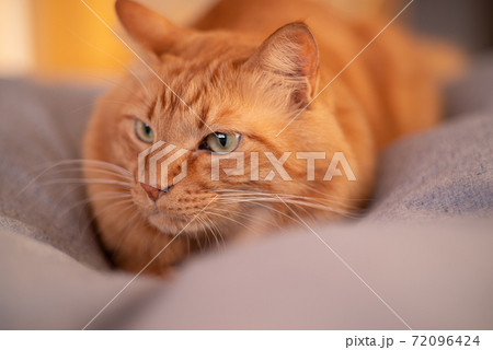 見つめる猫 茶トラ猫 見つめる猫 茶トラ猫 72096424
