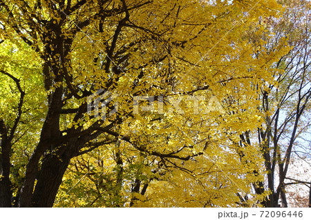 黄色く紅葉したイチョウ 黄色く紅葉したイチョウ 72096446