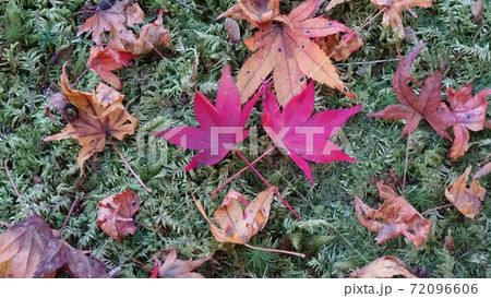 2つの紅葉 2つの紅葉 72096606