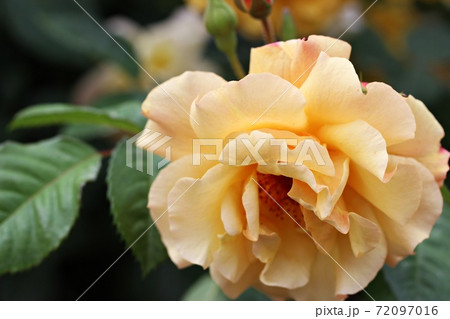 可憐に咲くクリーム色の薔薇の花の写真素材