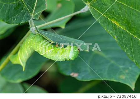 草を食べるトビイロスズメの幼虫 イモムシ 10月の写真素材