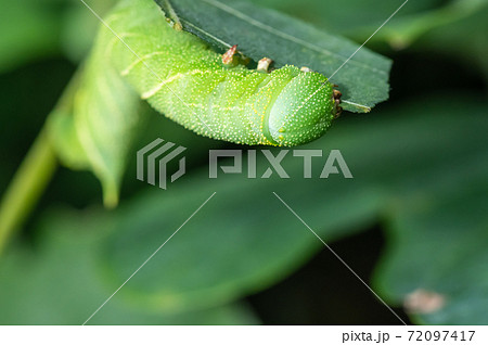 草を食べるトビイロスズメの幼虫 イモムシ 10月の写真素材