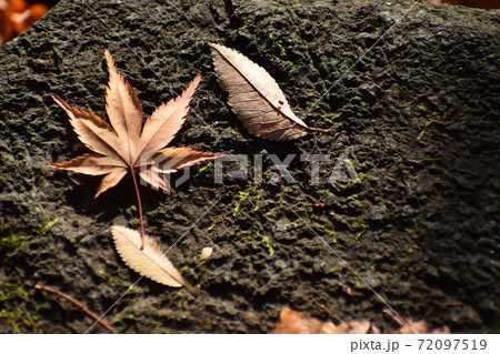 山田池公園 72097519