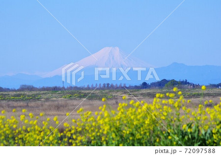 土手に咲く菜の花と富士山 土手に咲く菜の花と富士山 72097588