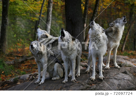 Eastern timber wolves howling on a rock. 72097724