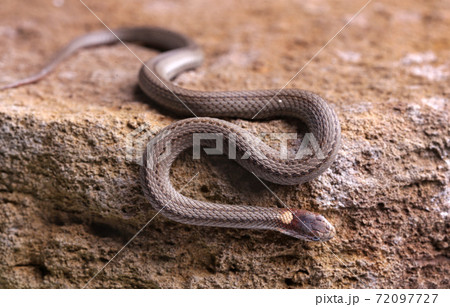Baby Northern red belly snake crawling on a rock 72097727