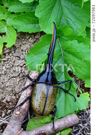 ヘラクレスヘラクレス 72097963