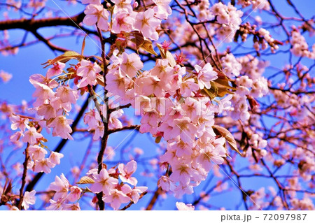 日本・茨城県東海村阿漕ヶ浦　桜7 72097987