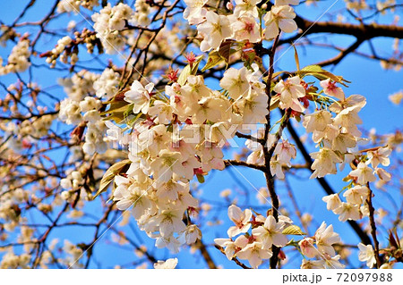 日本・茨城県東海村阿漕ヶ浦　桜8 72097988