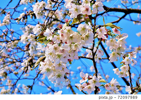 日本・茨城県東海村阿漕ヶ浦　桜9 72097989