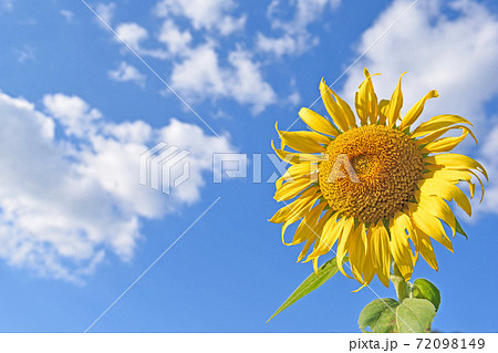 杷木大ひまわり畑 杷木大ひまわり畑 72098149