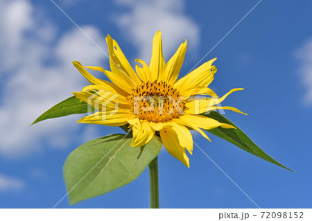 杷木大ひまわり畑 72098152