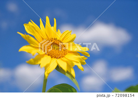 杷木大ひまわり畑 杷木大ひまわり畑 72098154