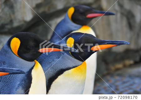 皇帝ペンギン 皇帝ペンギン 72098170