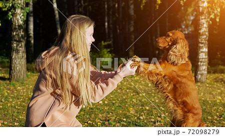 Schoolgirl with long fair hair plays with Russian spaniel Schoolgirl with long fair hair plays with Russian spaniel 72098279