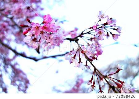 日本・茨城県東海村阿漕ヶ浦　白背景の桜1 72098426