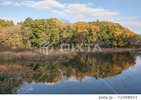 秋色深まる公園風景 大和市泉の森のしらかしの池 秋色深まる公園風景 大和市泉の森のしらかしの池 72098641