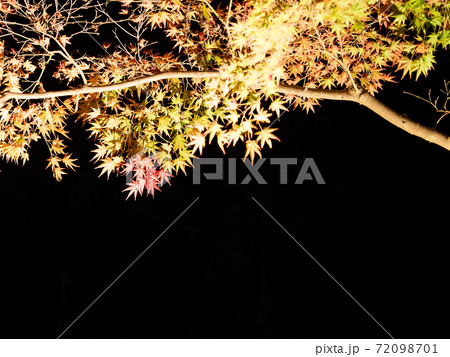 美しい秋の風物詩　紅葉のライトアップ 72098701