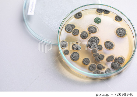 Penicillium, ascomycetous fungi are of major importance in the natural environment as well as food and drug production.  72098946