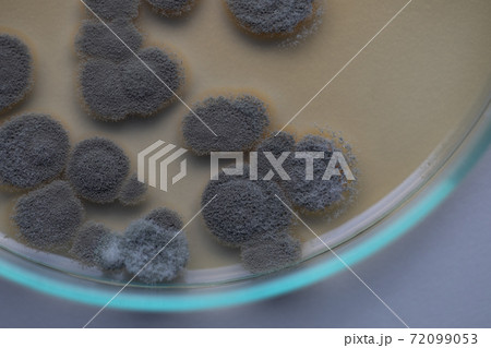 Penicillium, ascomycetous fungi are of major importance in the natural environment as well as food and drug production. Penicillium, ascomycetous fungi are of major importance in the natural environment as well as food and drug production. 72099053