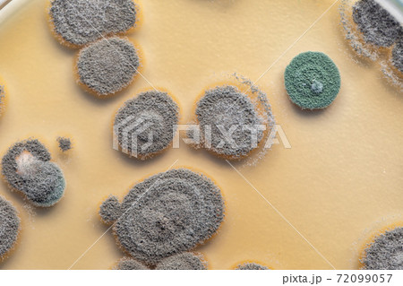 Penicillium, ascomycetous fungi are of major importance in the natural environment as well as food and drug production.  72099057