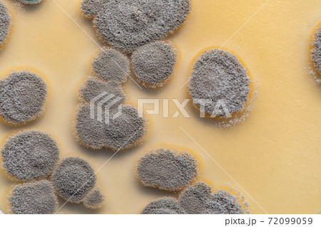 Penicillium, ascomycetous fungi are of major importance in the natural environment as well as food and drug production. Penicillium, ascomycetous fungi are of major importance in the natural environment as well as food and drug production. 72099059