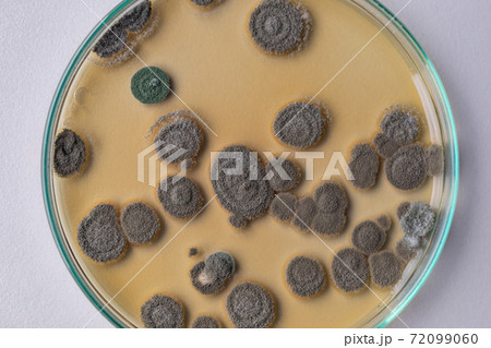 Penicillium, ascomycetous fungi are of major importance in the natural environment as well as food and drug production. Penicillium, ascomycetous fungi are of major importance in the natural environment as well as food and drug production. 72099060