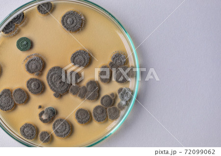 Penicillium, ascomycetous fungi are of major importance in the natural environment as well as food and drug production. Penicillium, ascomycetous fungi are of major importance in the natural environment as well as food and drug production. 72099062