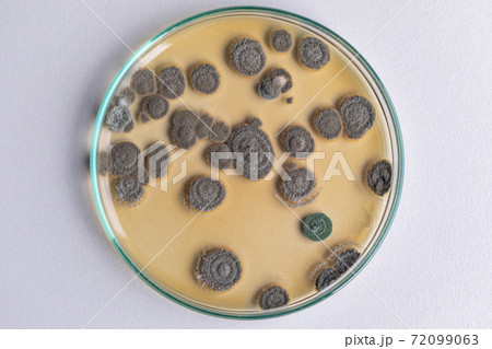 Penicillium, ascomycetous fungi are of major importance in the natural environment as well as food and drug production. Penicillium, ascomycetous fungi are of major importance in the natural environment as well as food and drug production. 72099063