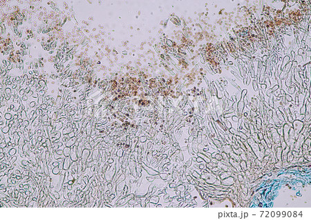 Penicillium, ascomycetous fungi are of major importance in the natural environment as well as food and drug production. Penicillium, ascomycetous fungi are of major importance in the natural environment as well as food and drug production. 72099084