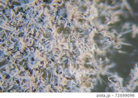 Penicillium, ascomycetous fungi are of major importance in the natural environment as well as food and drug production. Penicillium, ascomycetous fungi are of major importance in the natural environment as well as food and drug production. 72099096