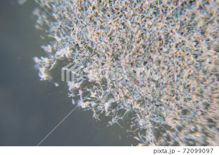 Penicillium, ascomycetous fungi are of major importance in the natural environment as well as food and drug production.  72099097