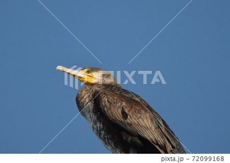 青空バックに餌を探すカワウ 72099168