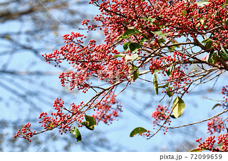 秋色深まる公園風景 ふれあいの森 イイギリの樹 秋色深まる公園風景 ふれあいの森 イイギリの樹 72099659