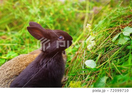 Lovely little rabbit close-up for calendar or postcard. Lovely little rabbit close-up for calendar or postcard. 72099710