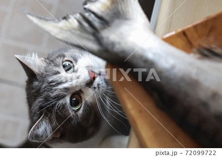 A hungry cat looks at the tail of a fish on the kitchen table. A pet steals food from the table.  72099722