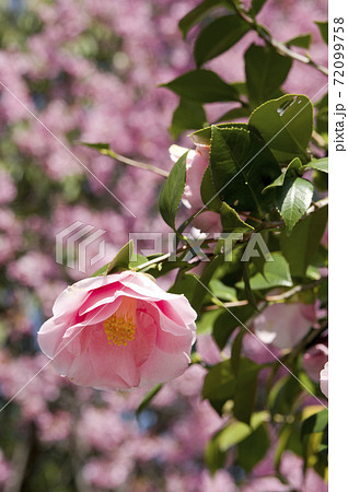 桜の木の前にピンク色のツバキの花が咲いています の写真素材