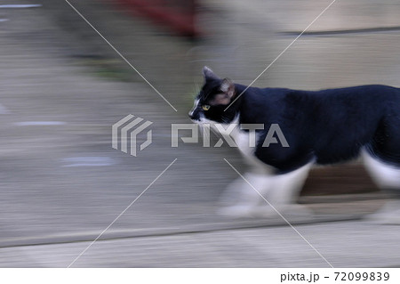 走る猫 72099839