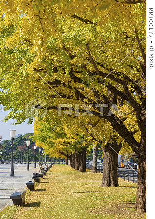 【東京都】都市風景 丸の内行幸通りの銀杏並木 72100188