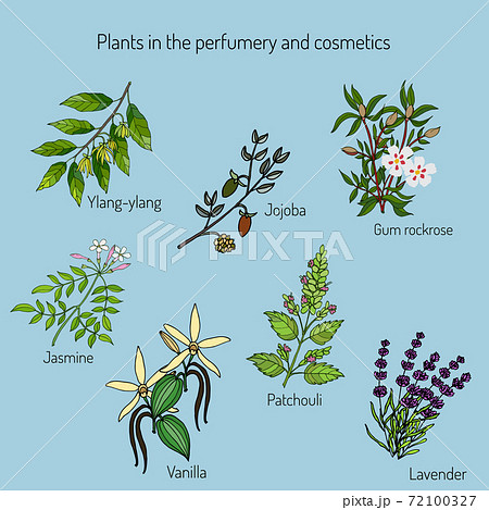 Plants in the perfumery and cosmetic Plants in the perfumery and cosmetic 72100327