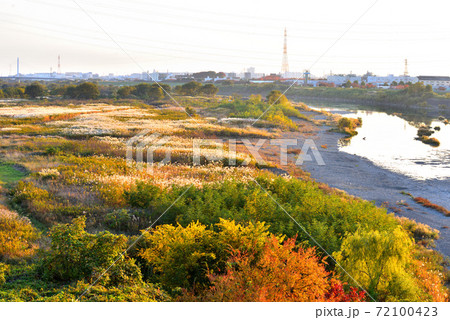 晩秋の相模川川岸のカラフルな植物 晩秋の相模川川岸のカラフルな植物 72100423